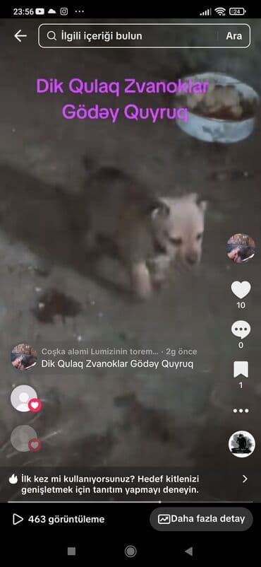 tap az heyvanlar: Zvonok — 5