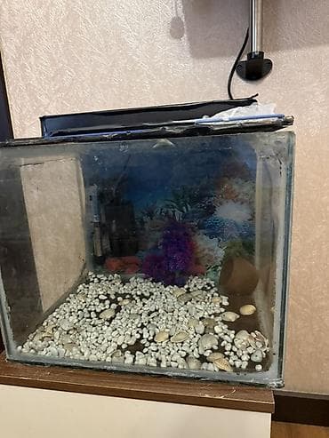 nemo baliq: Dördbucaq akvarium, Boş, 42 l — 2