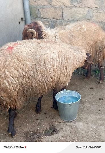 mal qoyun: 4 ədəd kök qoç kəskilik təmiz ət 15 azn klaqramı — 2