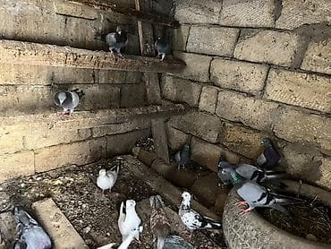 мальтипу цена в баку: Salam olsun quşlar tərgizilir hoptum 140 manat cutdə var iclerinde — 6