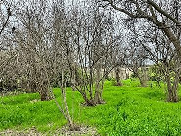 xırdalan əmlak.az: 8 sot, Tikinti, Kupça (Çıxarış), Bələdiyyə — 4