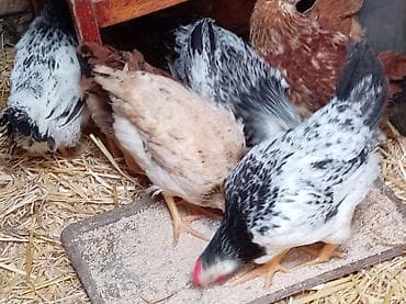 Toyuq, Damazlıq, Ünvandan götürmə