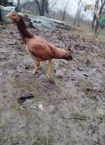 Məhsul: Qırmızı-qəhvəyi rəngli cücərti/ceyran boyun heyratı toyuq lalafo.az -da Məhsul: Qırmızı-qəhvəyi rəngli cücərti/ceyran boyun heyratı toyuq