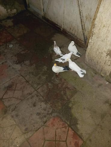 Quşlar: Saqlam quslardir maraqlananlar yaza biler 5 ededir — 1