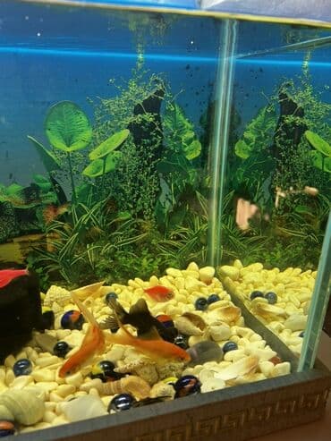 фильтр для аквариума: Dördbucaq akvarium, Balıqlarla birlikdə, 80 l — 3