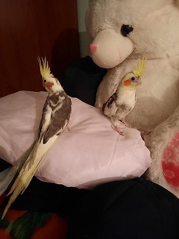 Akvariumlar: Digər quşlar — 1