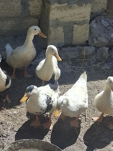 Məhsul: ördəklər (ağ və ağ-qara rənglərdə) Təsvir: - Ev quşçuluğu
