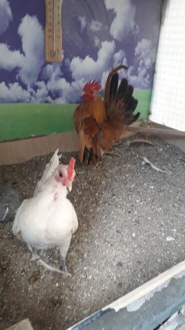 xoruzun nece rengi var: Xoruz, il: 1 — 3