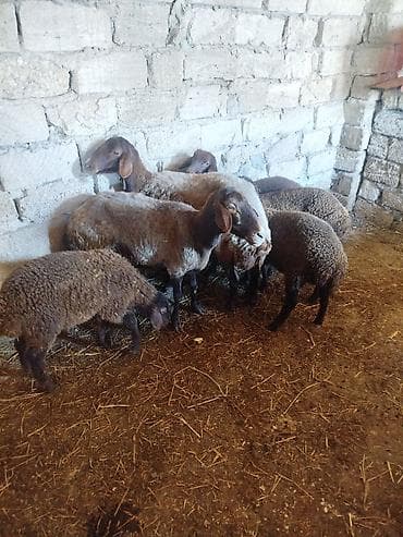 qoyun derisi: Qoyun sürüsü – 6 baş Salam təmiz qala qoyunları. iki ana qoyun dörd — 3