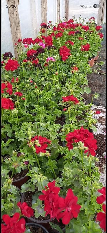 gul qurusu rəngi: Məhsul: Sardunya (Pelargonium) saksı gülləri - Rəng çeşidi: qırmızı — 8