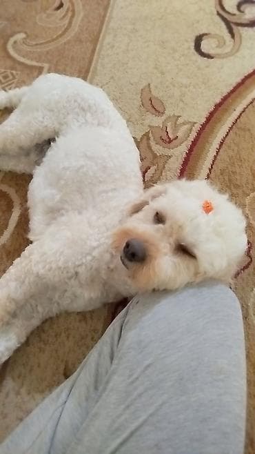 ev heyvanlarının satışı: Pudel, Erkek — 1