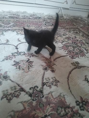 pisik novleri: Yaxşı əllərə — 2