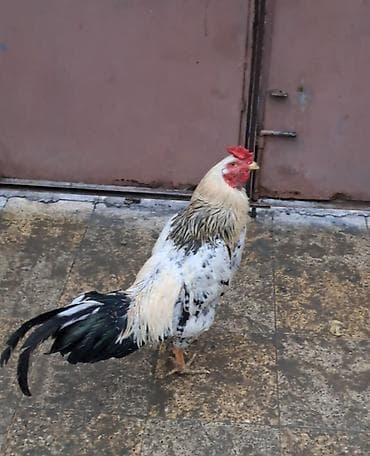 Mal-qara: Heyratidan donme xoruz — 2