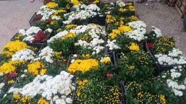 topdan gül satışı: Xrizantema payızgüllərinin topdan və pərakəndə satışı. Qiymətlər — 1