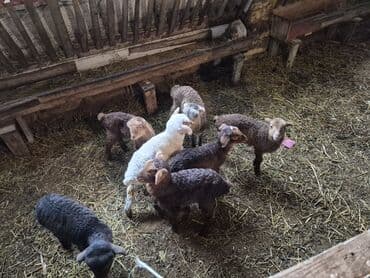 şpits qiyməti: 15 balalı qoyun satlırr iri quzularla qiymət razılaşma yolu iləə — 6