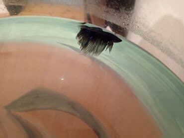 balıq haqqında teqdimat: Betta (Petuşok balığı) — 4