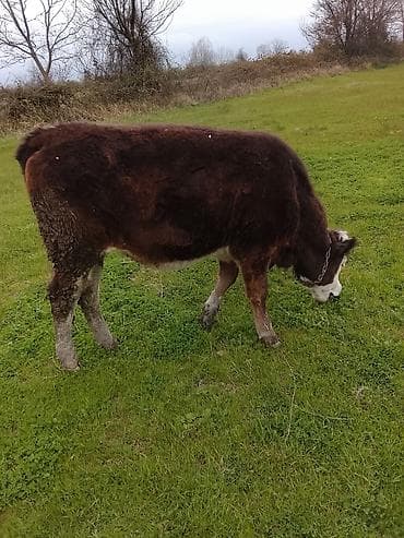 bala itlerin satisi: Hereford tipli dana – otlaqda saxlanılır. - Rəng: tünd qəhvəyi bədən — 2