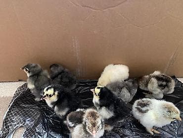 toyuq əti: Toyuq cücələri, Ətlik — 2