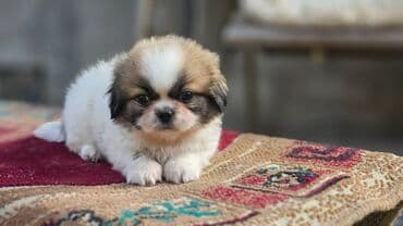 itle barter: Pekines, 2 ay, Erkek — 8