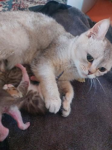 lalafo pisik: Şinşilla, Dişi, Yaxşı əllərə, Rayonlara çatdırılma — 2