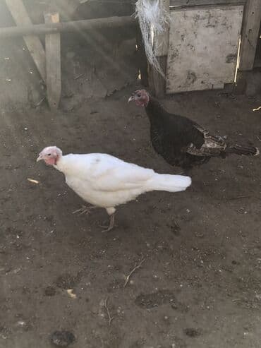 Digər heyvanlar: Dişi, Damazlıq, Ünvandan götürmə — 10