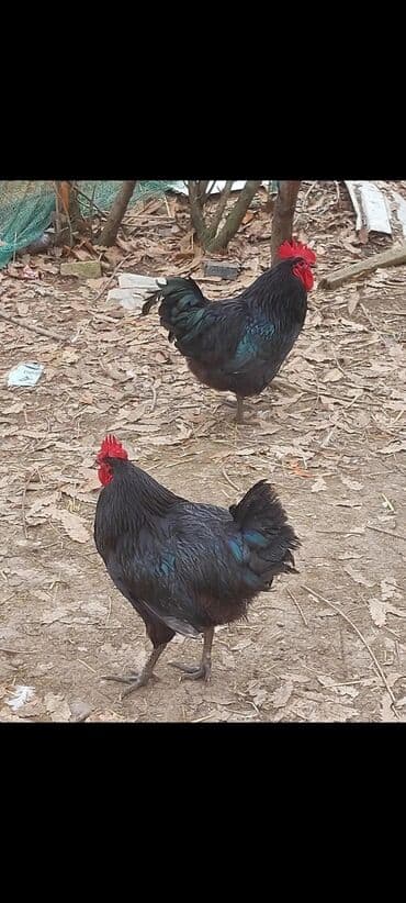 пудель карликовый цена: Курица, Australop, Для разведения, Самовывоз — 2