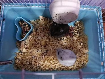 heyvan meymun: Ev heyvanı xamyak satılır! 1 ədəd boz rəngdə Dişi 1 ədəd Ağ rəngdə — 2