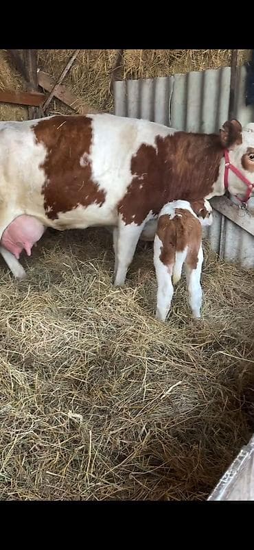 kreditle heyvan satisi: Simental tipli inək buzovu ilə birlikdə. - Cinsi: Simental — 2