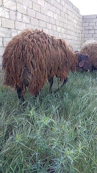 qala cinsi qoyun satilir: Erkək, Qala, il: 1, 75 kq, Damazlıq, Südlük, Ətlik, Ünvandan götürmə, Pulsuz çatdırılma, Ödənişli çatdırılma — 3