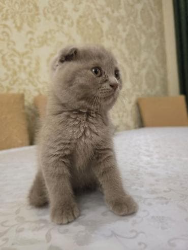 golden sinsila: Britan — 4