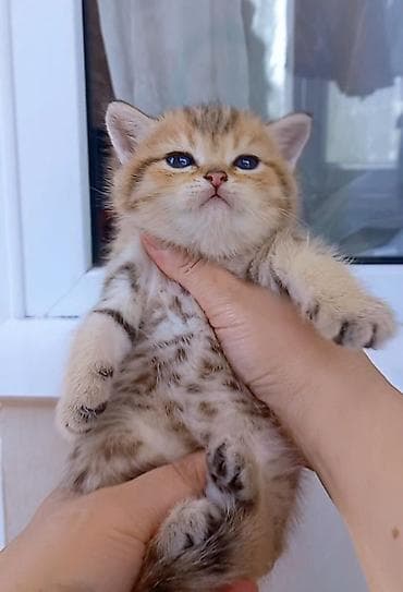 Britan, Erkək, Yaxşı əllərə, Ünvandan götürmə — 4