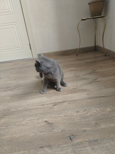 pişik cütləşdirmək: Şotland, Erkək, Cütləşmə üçün, Ünvandan götürmə — 2