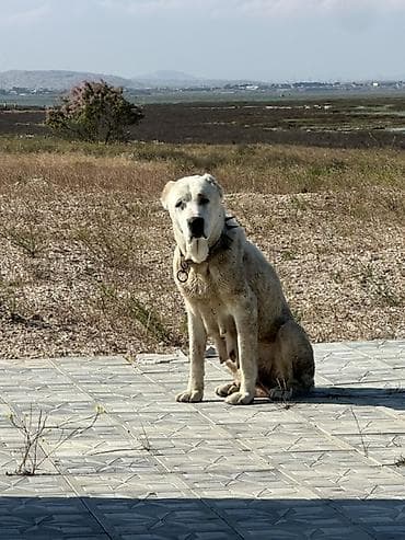 satiliq itler: Dişi — 3