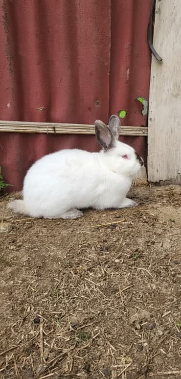 dovşanlar: Təmiz Kaliforniya 5 ədəddi 2 si erkəy 3 dişi dekabırda balalıyacaqlar — 1