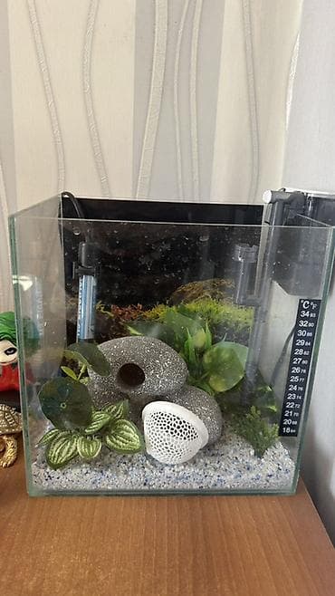 heyvanlar: Dördbucaq akvarium, Boş, 25 l — 1