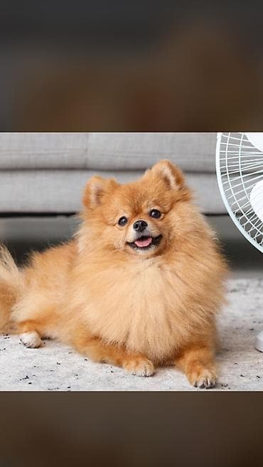 pomeranian qiyməti: Şpitz, 9 ay, Erkek, Peyvəndli — 1