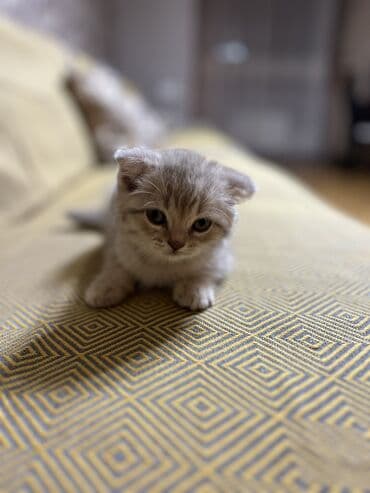 самюн ван в душанбе: Шиншилла, Самец, Самовывоз — 4