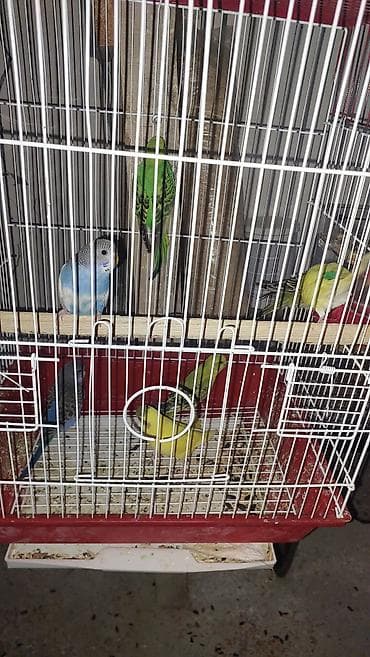 korella satışı: Altı balalı yumurtalı hazır cüt olan quşlardı hamısı satılır bir — 4