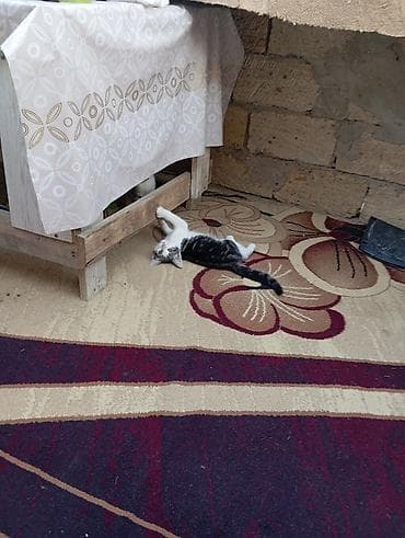 Yaxşı əllərə