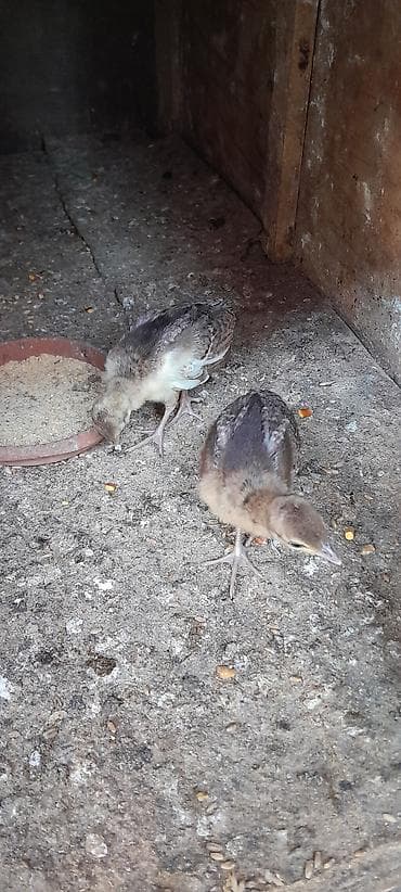 Tovuzqusu balasi 2 denedi bos bekar adamlar narahat etmesin lalafo.az -da Tovuzqusu balasi 2 denedi bos bekar adamlar narahat etmesin