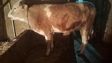 it yem: Satışda: kənd təsərrüfatı heyvanı – dana/inek (simmental tipli) — 2