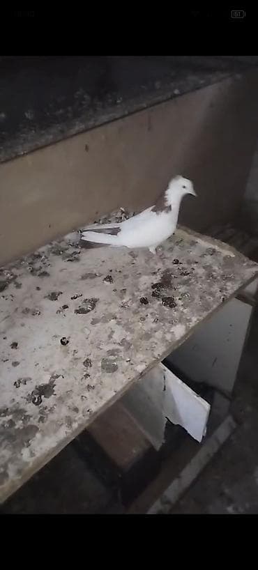 dekarativ quslar: Qirmizi boyun desde qirmizi quyrug kekil mayadi hundur dizden çilpağ — 4