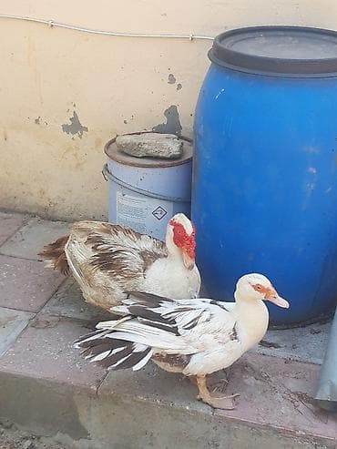 soya yemi: Musk ördəkləri və balaları - Cins: muskus (indo-ördəyi). Ağ, qara-ağ — 1