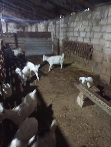 Quşlar: ANALARI SUDLU EKİZ BALA TAYLARI DAMIZLIĞA YARARLI ERKEK ÇEPİŞLER — 2