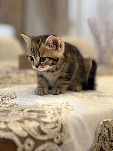 pişik qutusu: Britan, Erkək, Ödənişli çatdırılma — 6