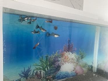 heyvan sahibləndirmə: Dördbucaq akvarium, Balıqlarla birlikdə, 15 l, Ünvandan götürmə — 2