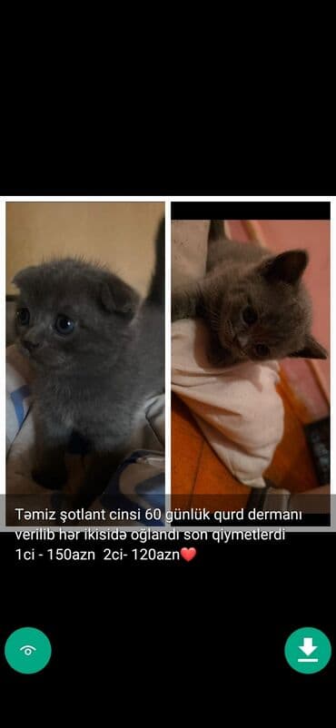şinşilla pişik: Самец, Самовывоз — 4