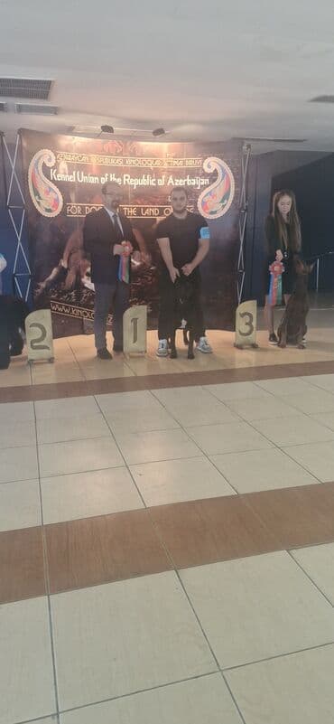 it yuvasi: Kane-Korso, Erkek, Sənədli, Ünvandan götürmə — 12