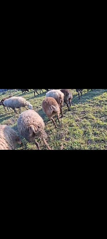 meymunun qiymeti: Dişi, il: 1, 40 kq, Damazlıq, Ünvandan götürmə — 3