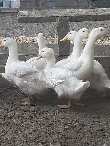 ordək cucəsi: 7 dene 2 aylig biri 6 azn. 055 880 85 29 — 8